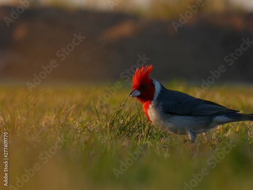 red bird in the grass