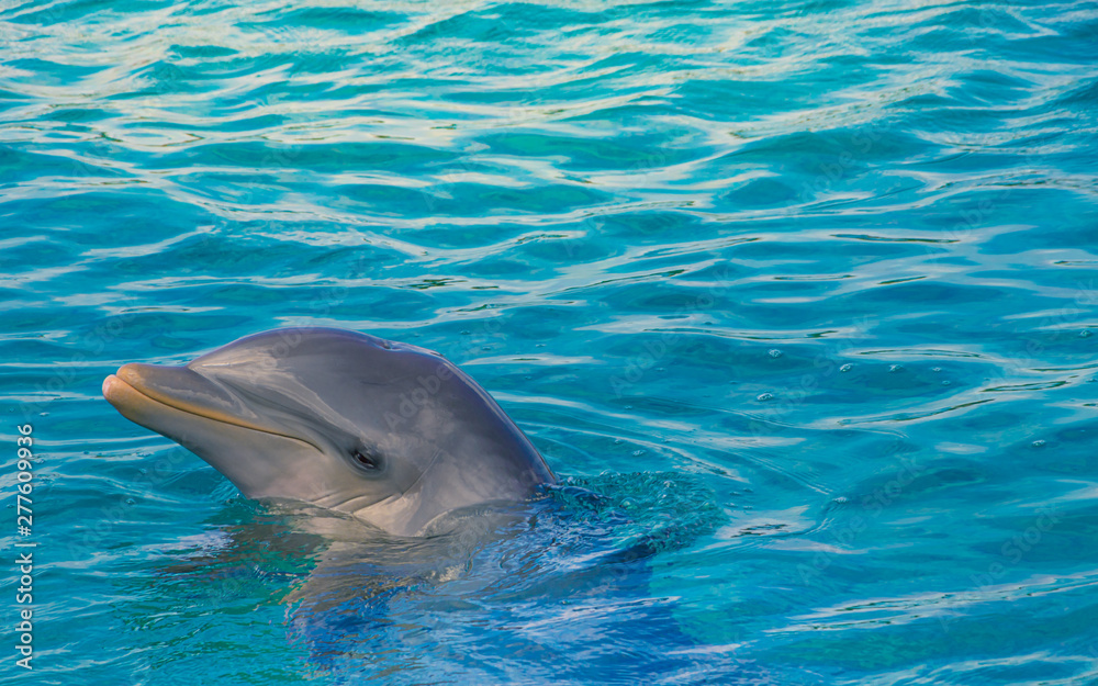 Obraz premium dolphin in blue water