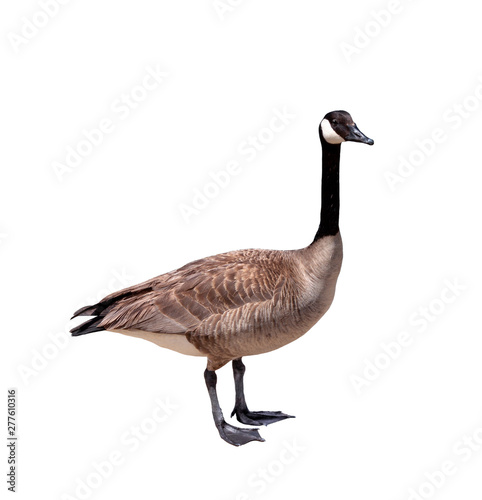 canada goose isolated on white background