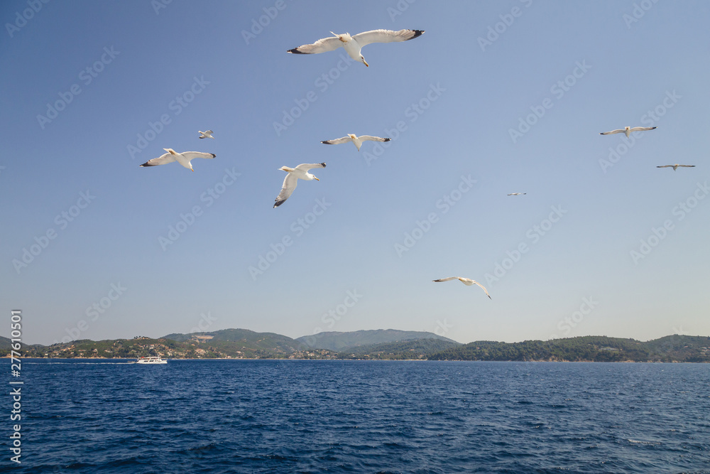 Landscape view to mountains from the sea with many white seagulls at sky. Beatiful seaview. Greece