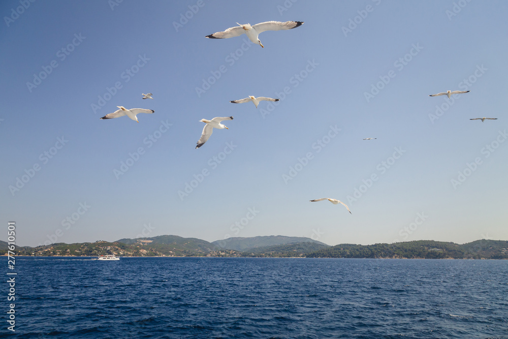 Landscape view to mountains from the sea with many white seagulls at sky. Beatiful seaview. Greece Landscape view to mountains from the sea with many white seagulls at sky. Beatiful seaview. Greece