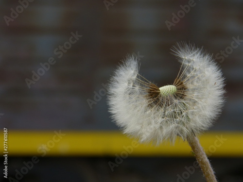 Dandelion photo