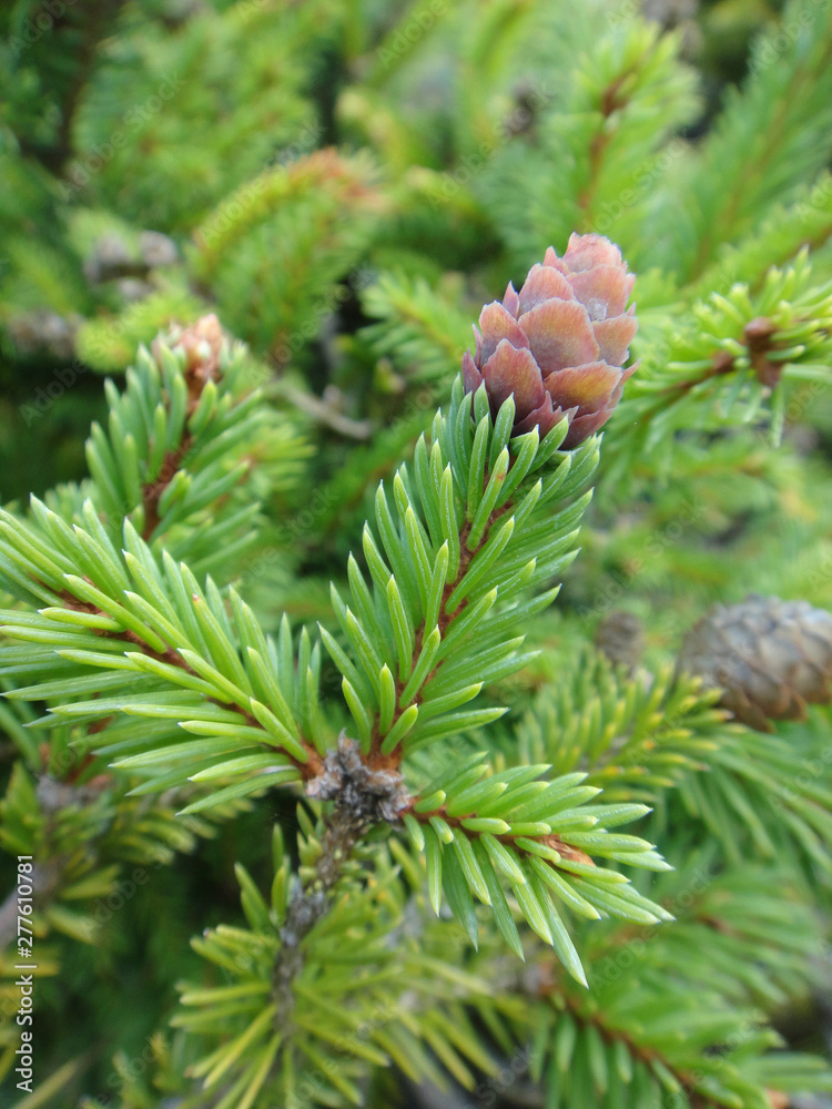 Pinus tree fruit macro background fine art in high quality StockFoto
