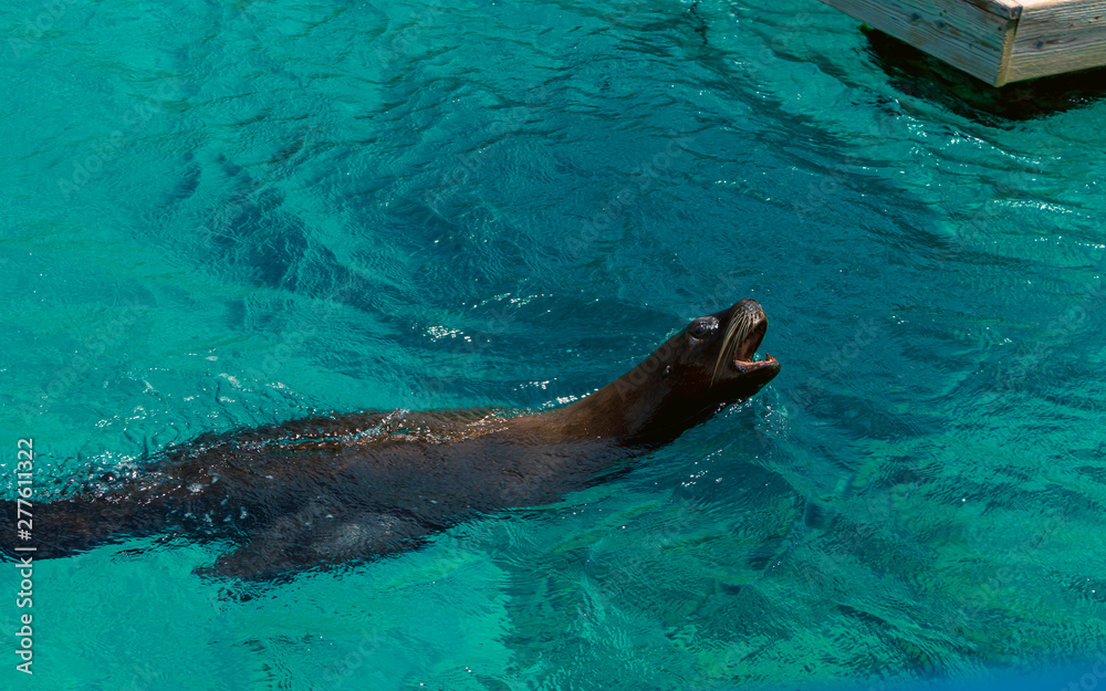 Obraz premium sea ​​lion or seal