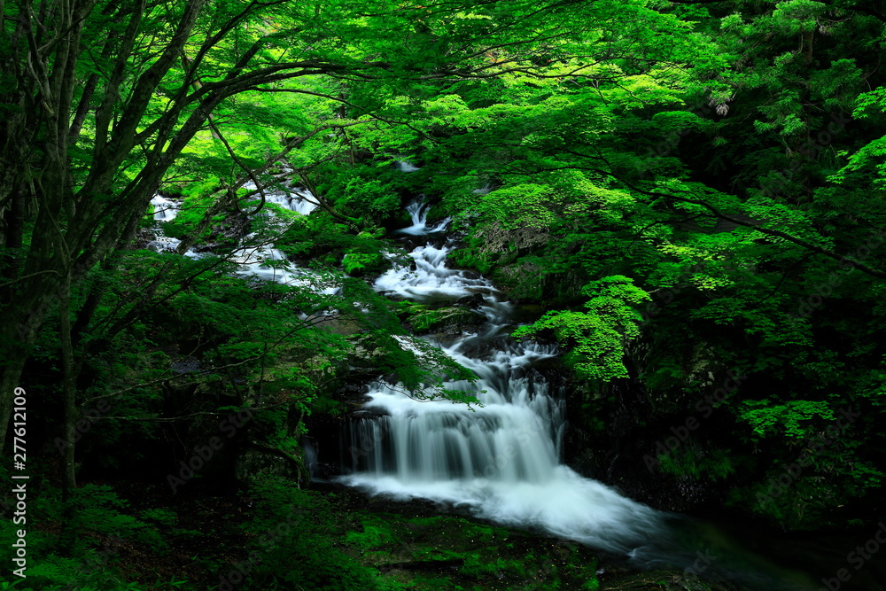 Fototapeta premium 夏の小黒滝