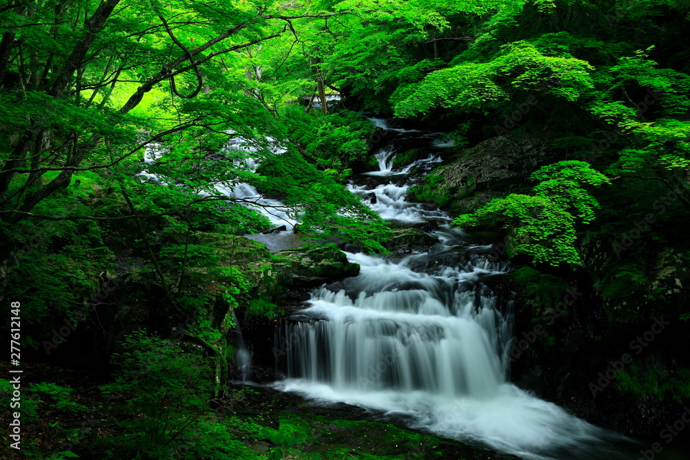 Naklejka premium 夏の小黒滝