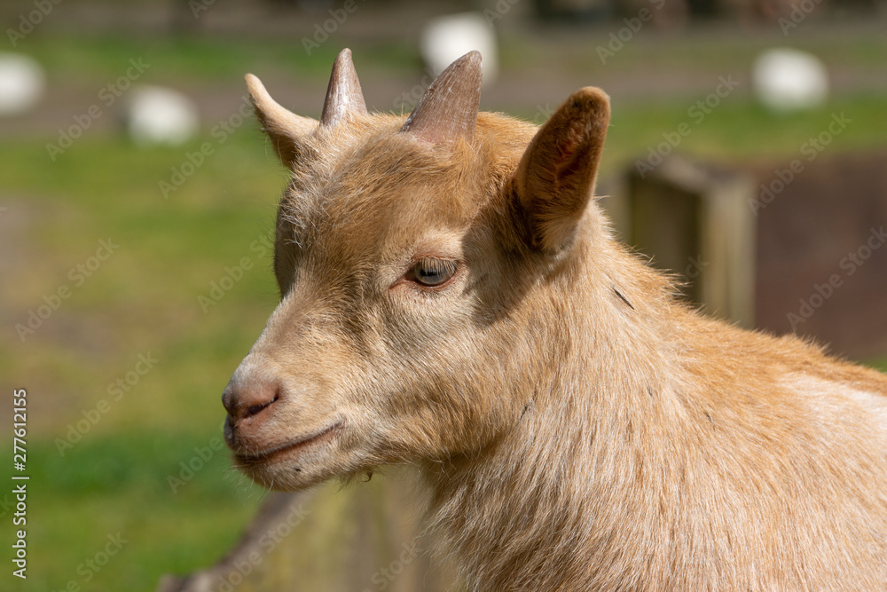 Fototapeta premium Portrait of a little brown goatling standing on a meadow