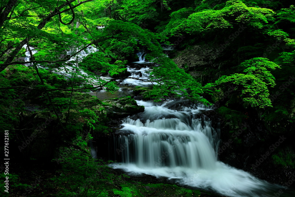 Fototapeta premium 夏の小黒滝