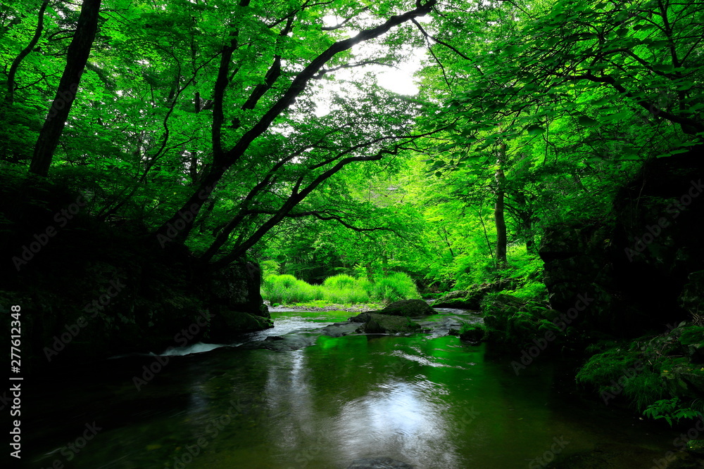 夏の小黒滝 夏の小黒滝