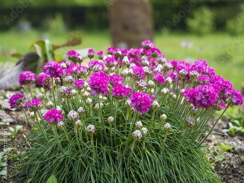 Close up bunch of pink blooming Armeria maritima  commonly known as thrift  sea thrift or sea pink  species of flowering plant in the family Plumbaginaceae on a rock garden. Selective focus