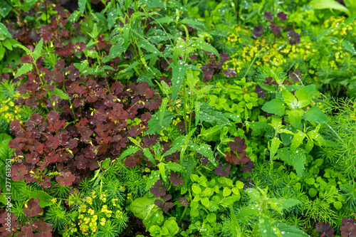 natural background - lawn during rain