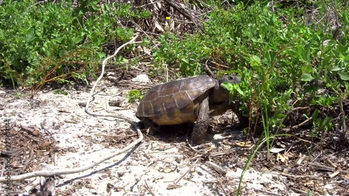 Tortoise eating vegetation in sandy environment.   