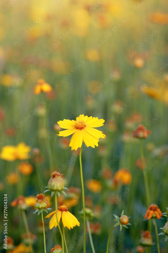 Yellow flower in summer grass Yellow flower in summer grass