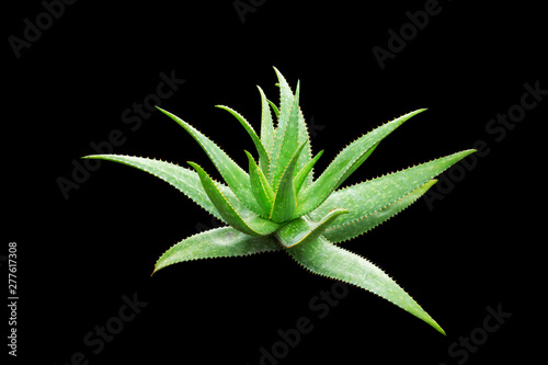 Green leaves aloe vera plant. agave plant isolated on black background. Agave plant tropical drought tolerance has sharp thorns.