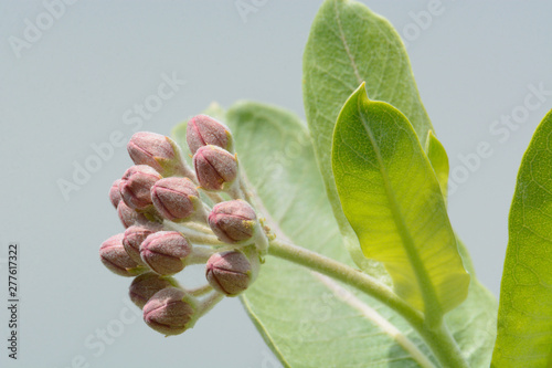 Pink flower buds of showy milkweed or asclepias speciosa plant with leaves against grey blue background photo