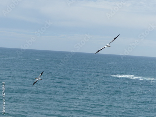 gannet bird flies in the sky
