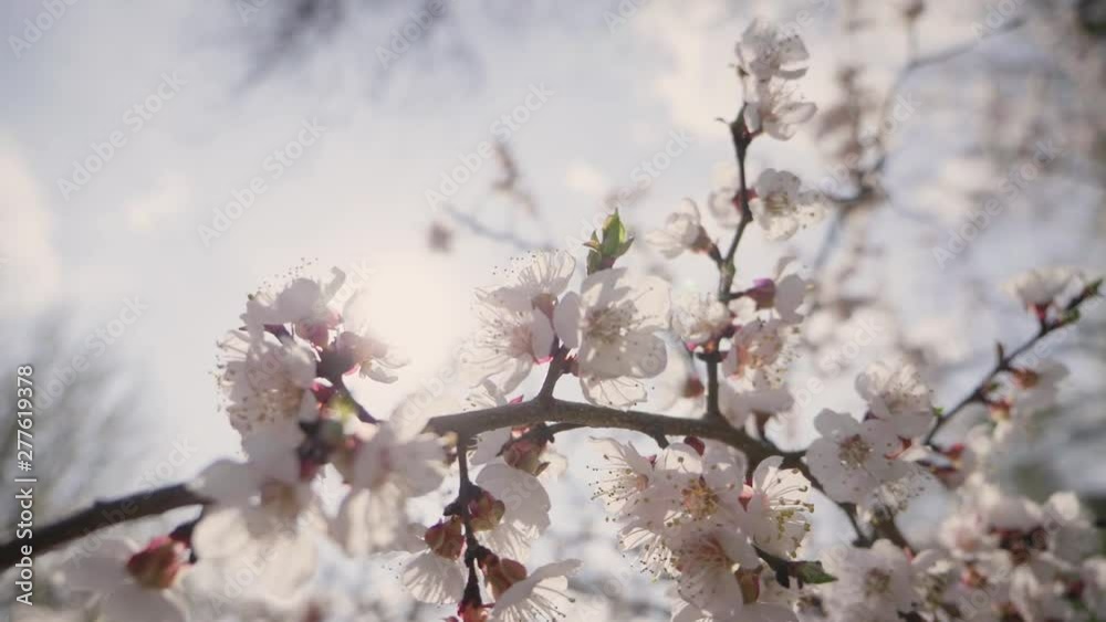 Beautiful nature scene with blooming tree and sun flare. Spring flowers in orchard. Inspirational spring flowers and blooming tree blossom. Beautiful nature scene with blooming tree and sun flare. Spring flowers in orchard. Inspirational spring flowers and blooming tree blossom.