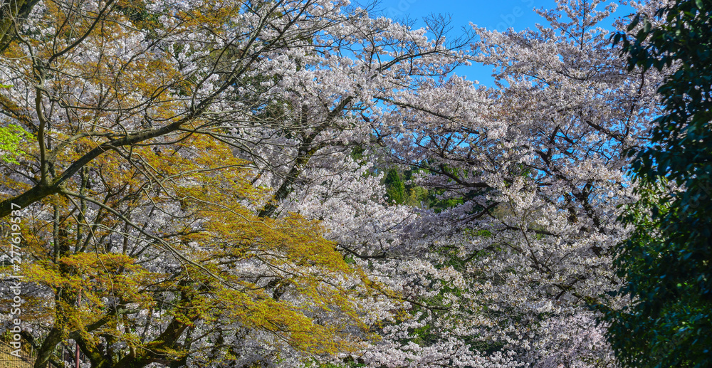 Cherry blossom (hanami) in Kyoto, Japan Cherry blossom (hanami) in Kyoto, Japan