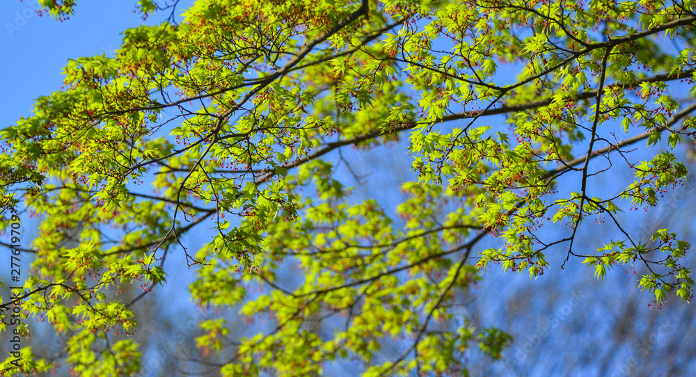 Green maple leaves on the tree Green maple leaves on the tree