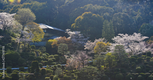 Cherry blossom (hanami) in Kyoto, Japan