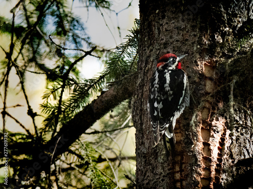 Idaho Birds photo