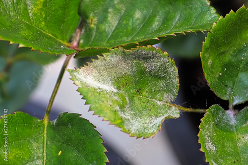 Closeup of a leaf covered in powdery mildew photo