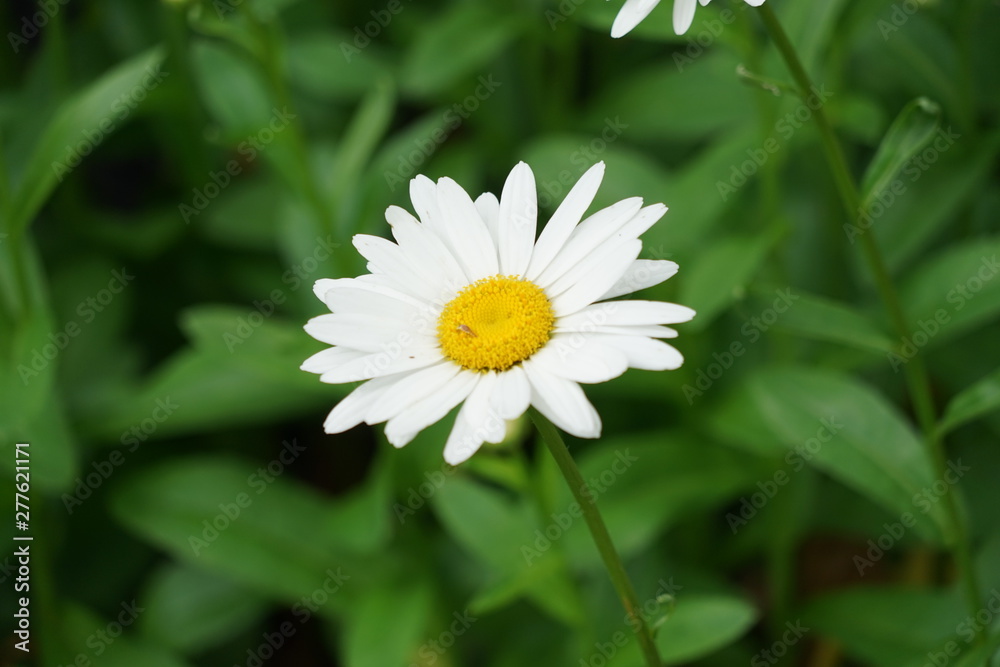 Fototapeta premium White Daisy Isolated in Garden