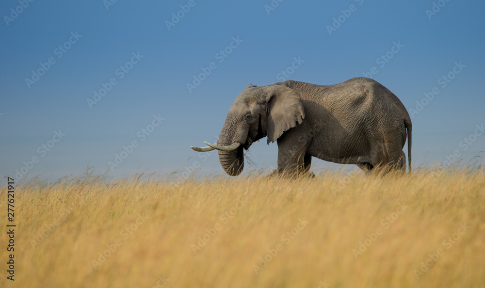 Obraz premium African elephant walking in savanna