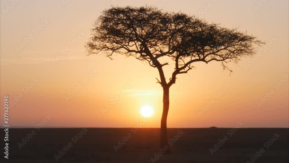 zoom in on a acacia tree at sunset in masai mara national reserve of kenya, africa zoom in on a acacia tree at sunset in masai mara national reserve of kenya, africa