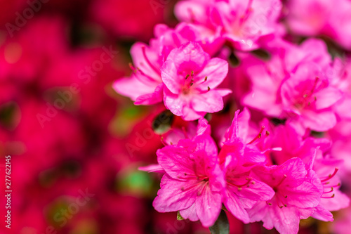 Macro closeup of pink red rhododendron flowers closeup of texture with green leaves in garden park in Washington  DC