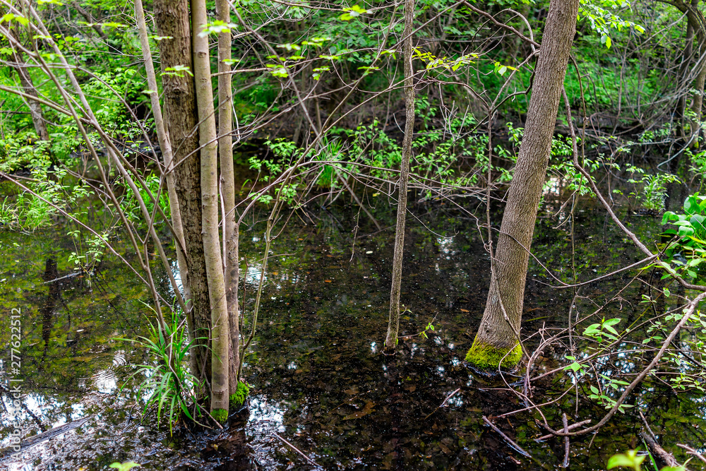 Landscape pond marsh with forest of trees in spring in Virginia in Sugarland Run Stream Valley Trail in Herndon in Fairfax county Landscape pond marsh with forest of trees in spring in Virginia in Sugarland Run Stream Valley Trail in Herndon in Fairfax county