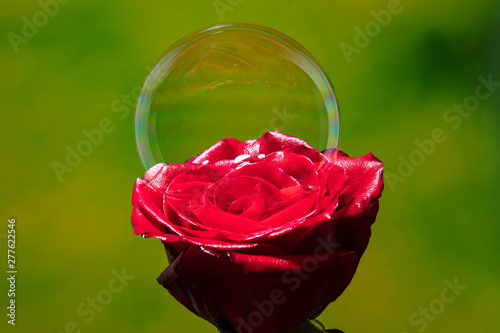 red rose with drops of water