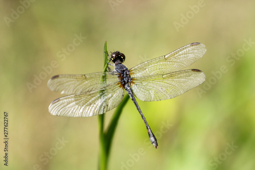 A Dragonfly Lands on a Blade of Grass in Jacksonville Beach, Florida