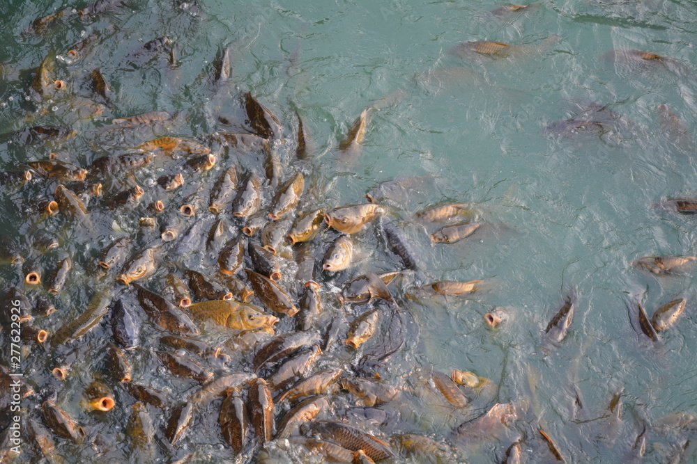 Obraz premium Fish in Water