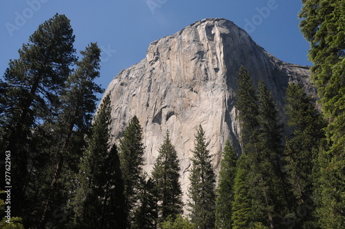trees in Yosemite