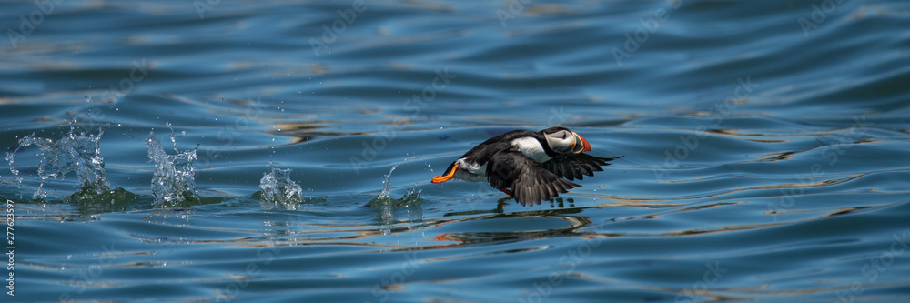 Fototapeta premium Atlantic Puffin 
