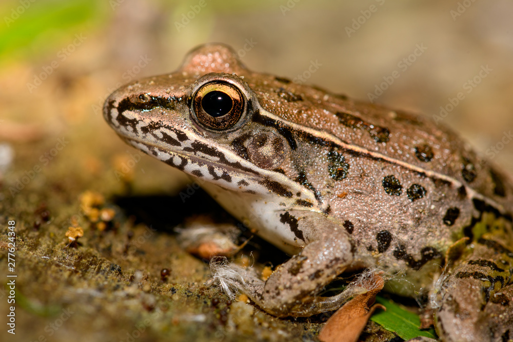 southern Leopord Frog (Rana sphenocephala) southern Leopord Frog (Rana sphenocephala)