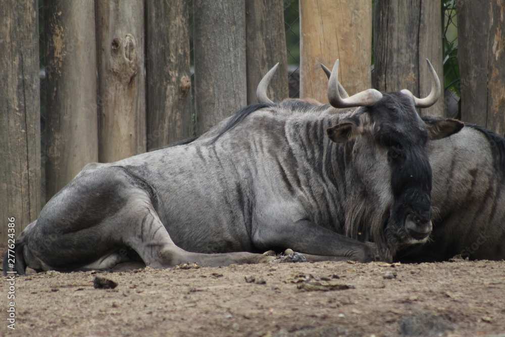 Fototapeta premium Ñu dormido 