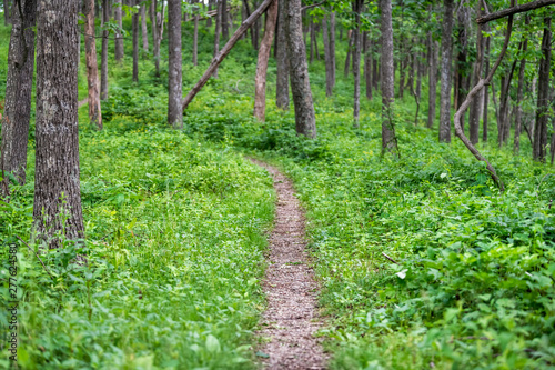 Appalachian nature trail in Shenandoah Blue Ridge mountains with green grass lush foliage on path
