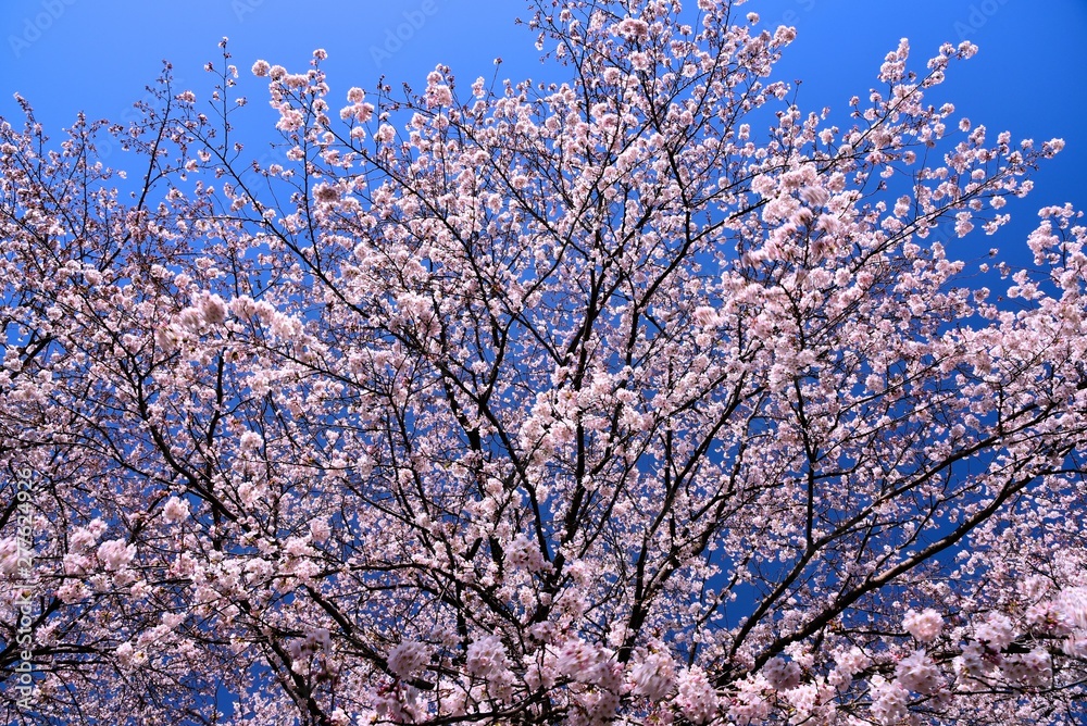 恩田川の桜