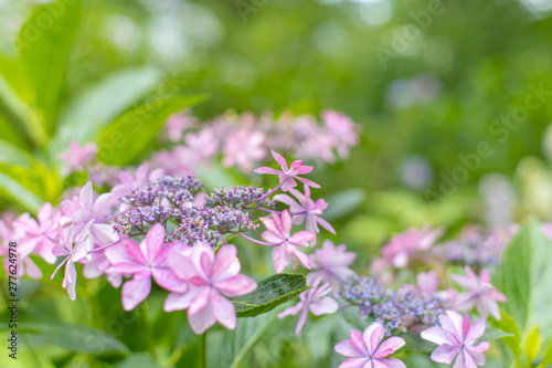 ピンクの紫陽花 © 俊樹 坪井