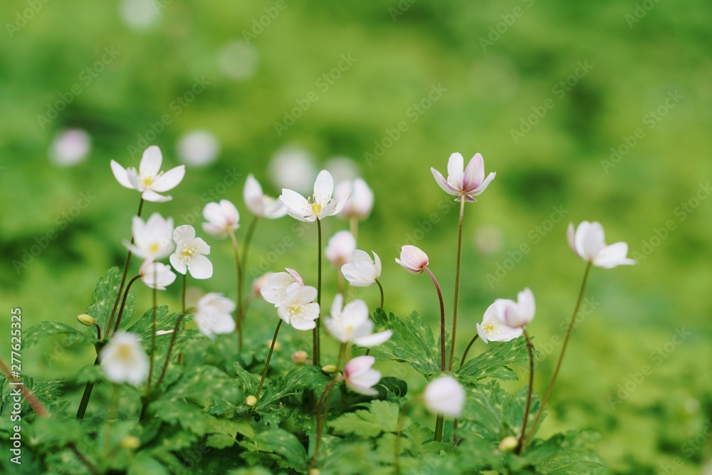 ニリンソウの花