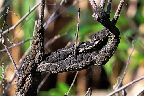 Closeup of Black Knot covering a branch photo