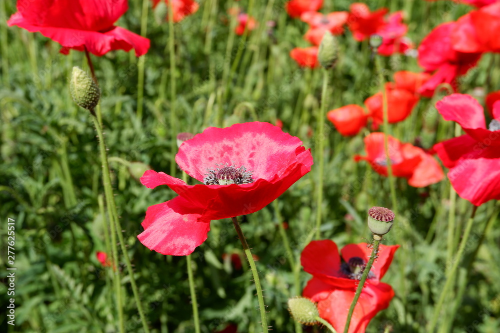 Fototapeta premium Red Poppy 