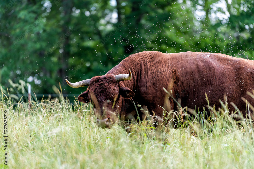 One bull cow in farm field grazing on grass and many flies around it and bokeh background One bull cow in farm field grazing on grass and many flies around it and bokeh background