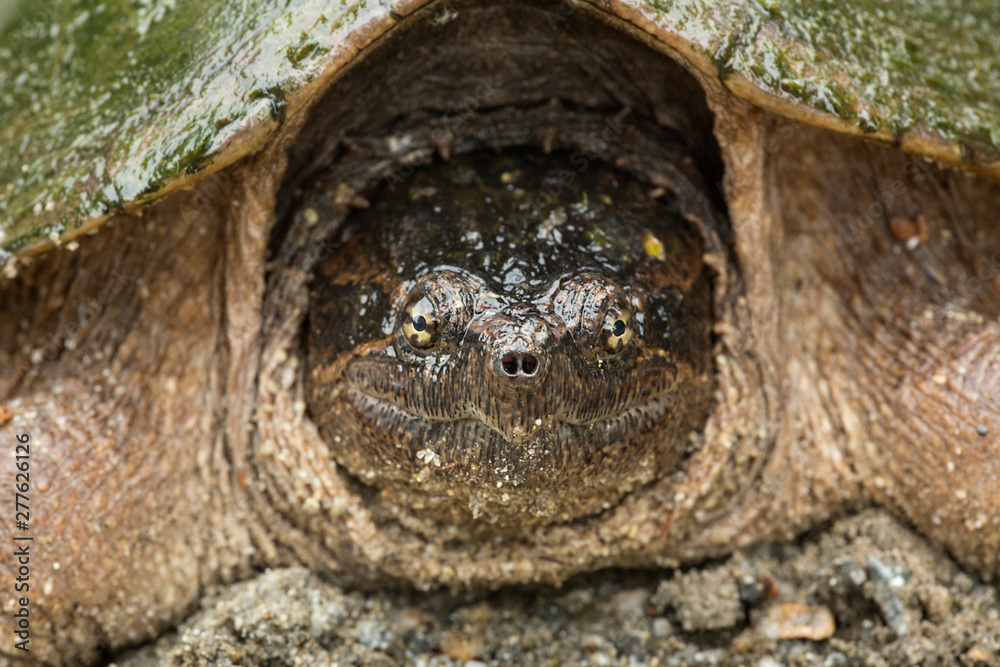 Closeup portrait of snapping turtle in Sunapee, New Hampshire. Closeup portrait of snapping turtle in Sunapee, New Hampshire.