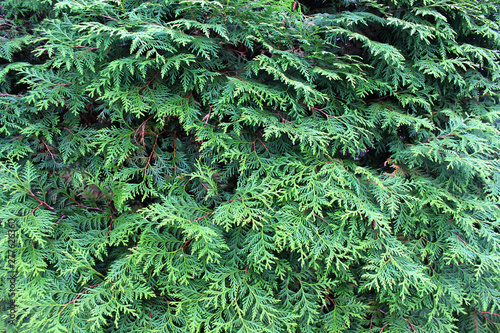 Background spruce. Shallow focus. Fluffy fir tree brunch close up. Christmas wallpaper concept. 