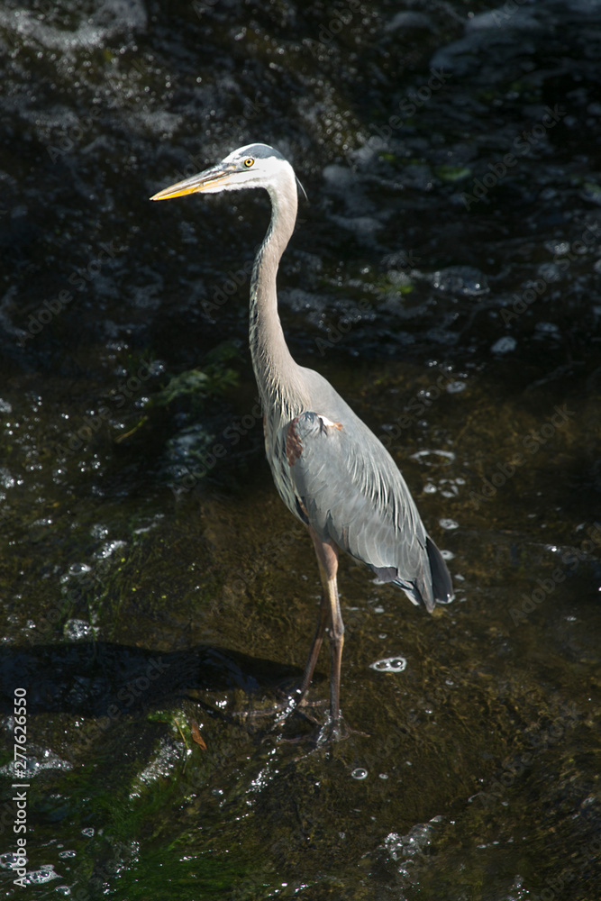 Great blue heron fishing at base of waterfall in Connecticut. Great blue heron fishing at base of waterfall in Connecticut.