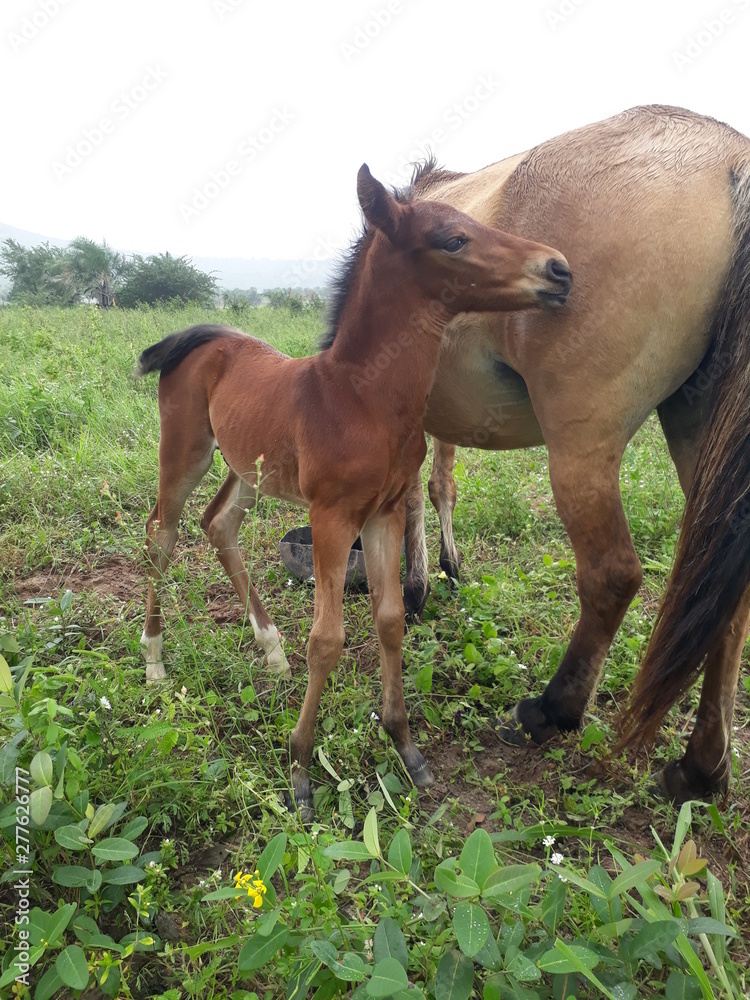 Fototapeta premium horse and foal