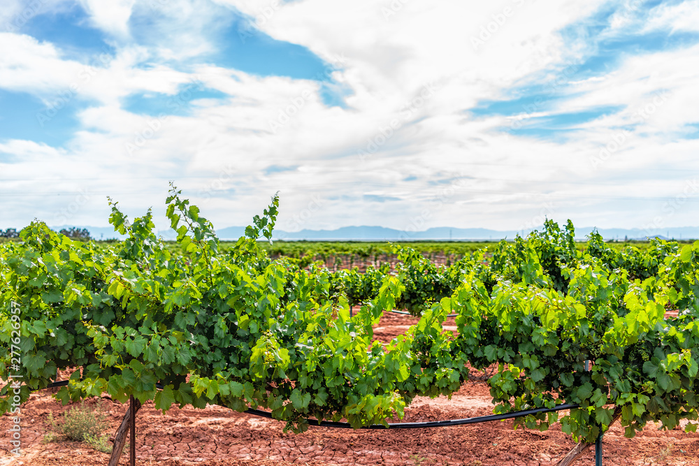 Alamogordo, New Mexico vineyard winery grape vine farm for wine with Organ mountains in background and rows of plants